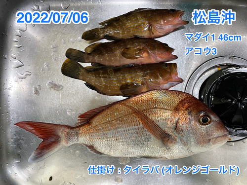 マダイの釣果