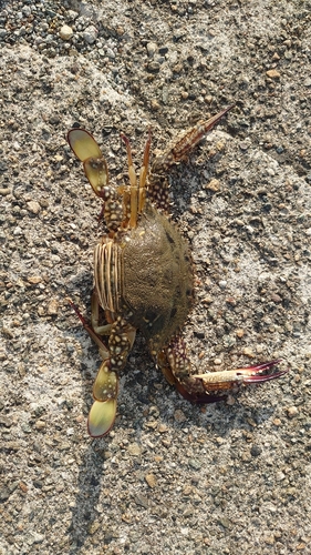 タイワンガザミの釣果