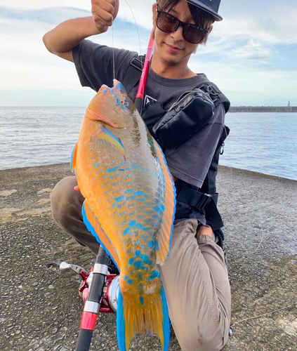 ヒブダイの釣果