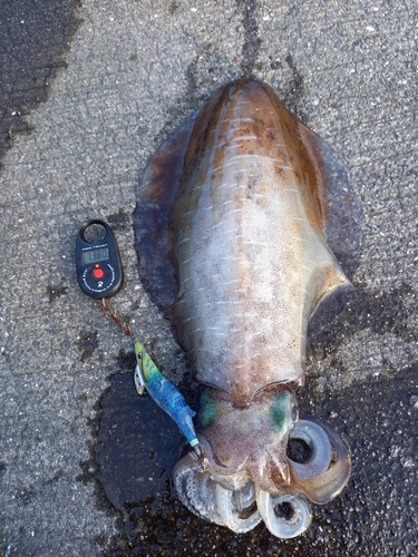 アオリイカの釣果