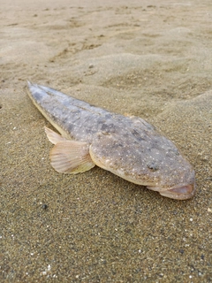 マゴチの釣果