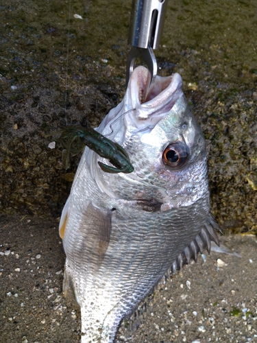 キビレの釣果