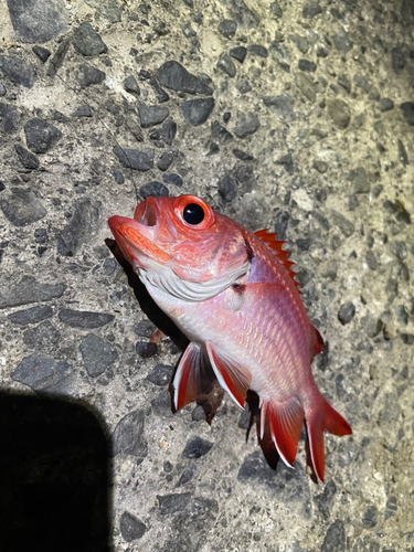 アカムツの釣果