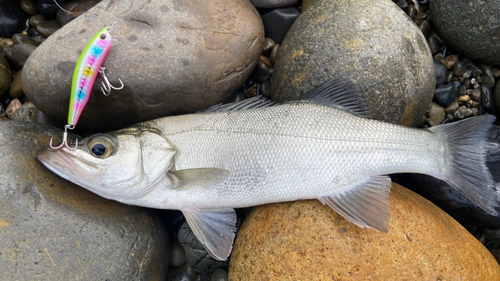 フッコ（ヒラスズキ）の釣果