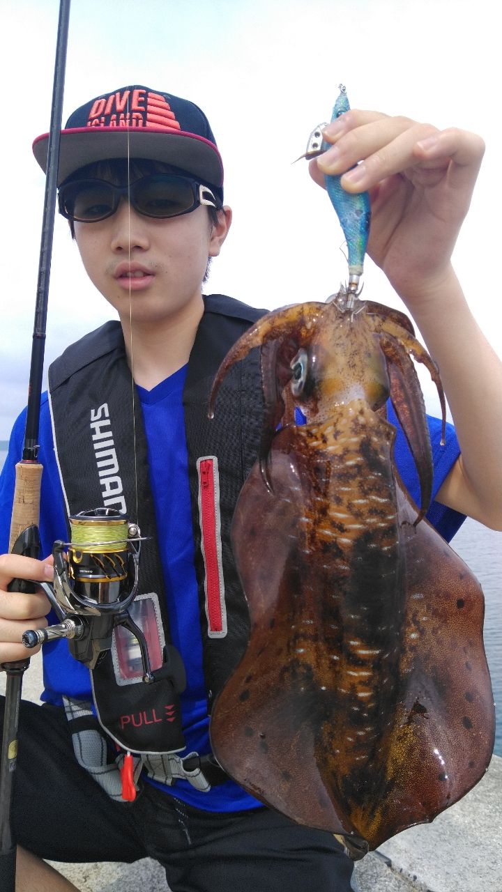 アオリイカの釣果写真