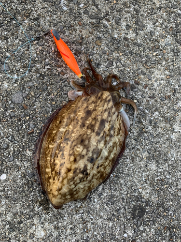 カミナリイカの釣果