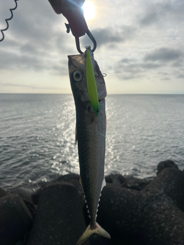 サバの釣果