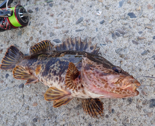 タケノコメバルの釣果