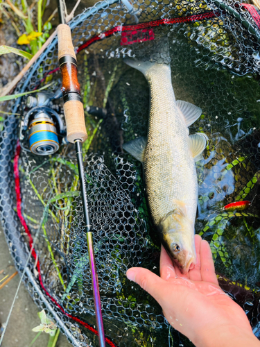 エゾウグイの釣果