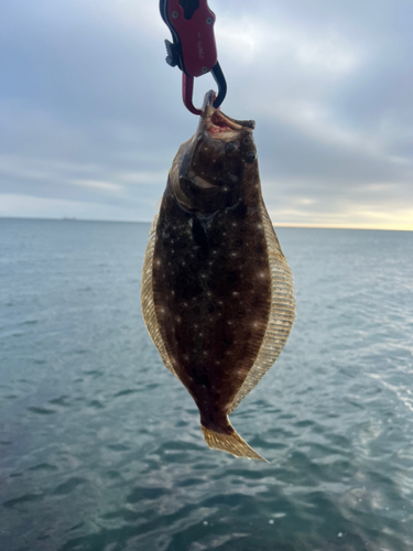 ソゲの釣果