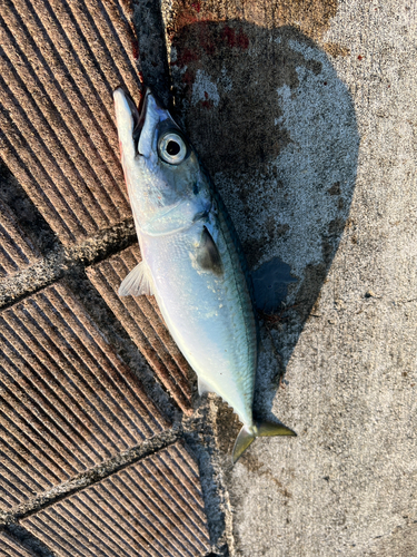 サバの釣果