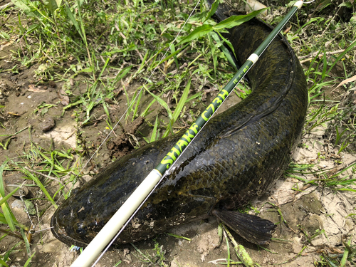 ライギョの釣果