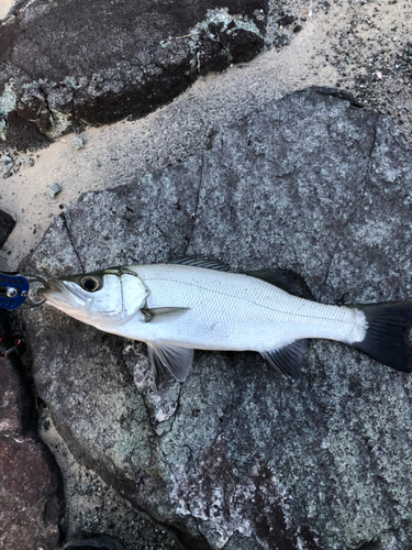 ヒラスズキの釣果