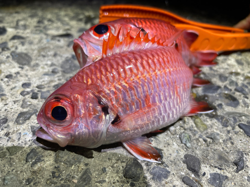 アカムツの釣果