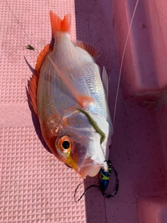 レンコダイの釣果