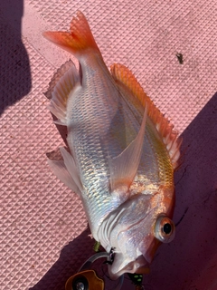 レンコダイの釣果