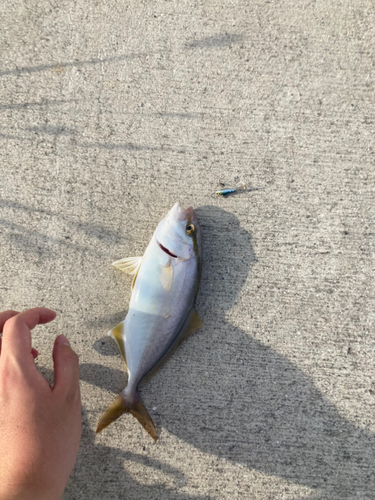 ショゴの釣果