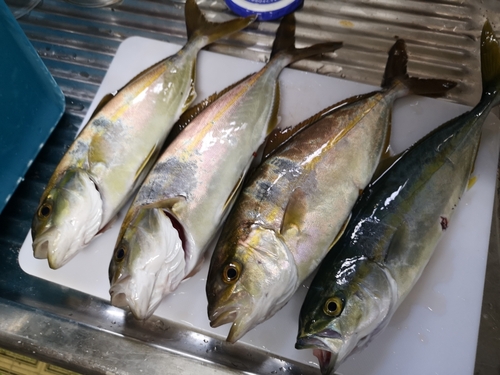 ショゴの釣果