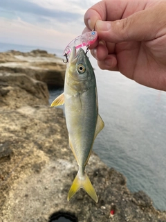 ツバスの釣果