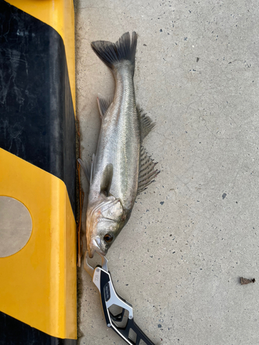 フッコ（マルスズキ）の釣果