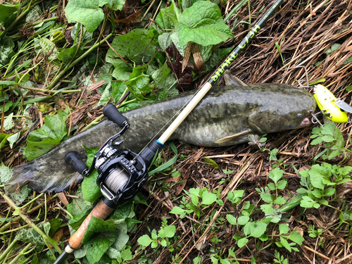 ナマズの釣果