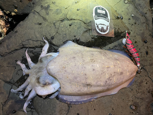 モンゴウイカの釣果