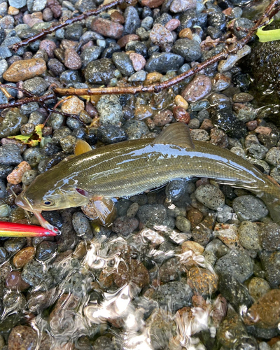 ウグイの釣果