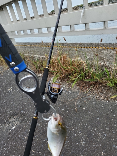 ショゴの釣果