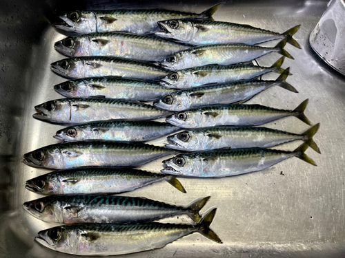 サバの釣果