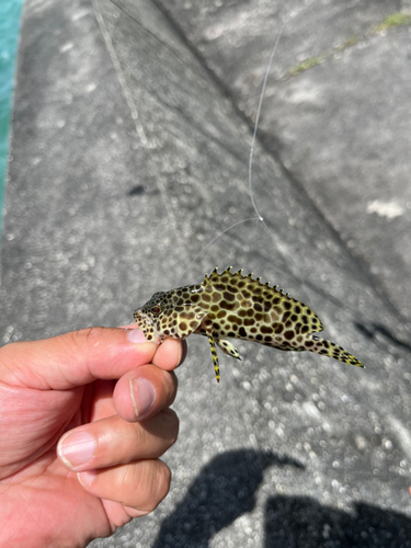 イシミーバイの釣果