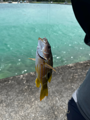 ヤマトビーの釣果