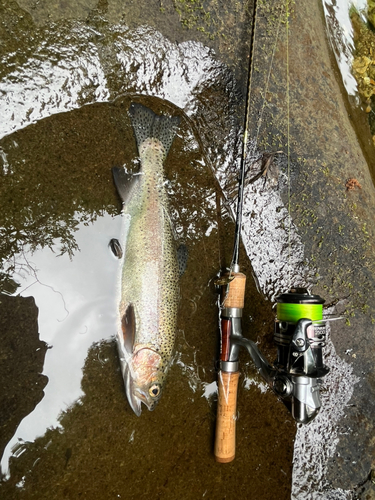 ニジマスの釣果