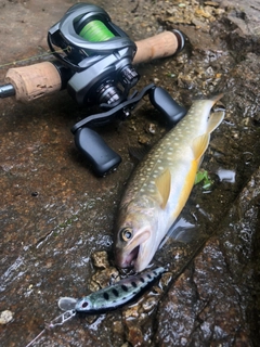 イワナの釣果