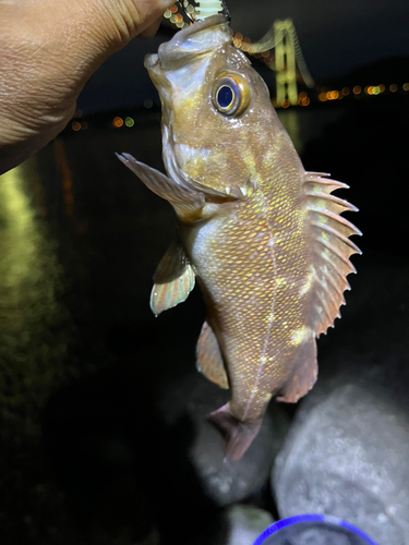 エゾメバルの釣果