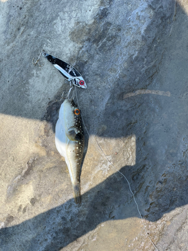 クサフグの釣果