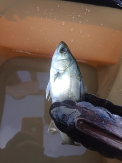 スズキの釣果