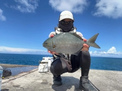 イスズミの釣果