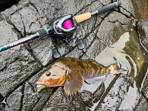 アイナメの釣果