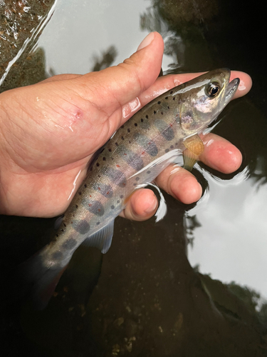 アマゴの釣果