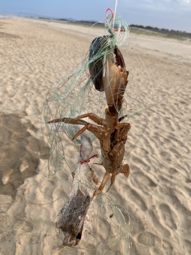 ヒラツメガニの釣果