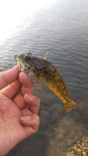 ハゼの釣果