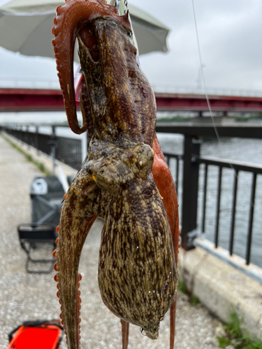 タコの釣果