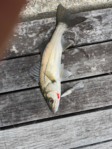 セイゴ（マルスズキ）の釣果