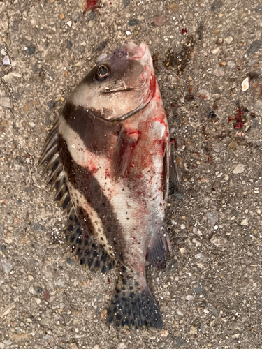 コショウダイの釣果