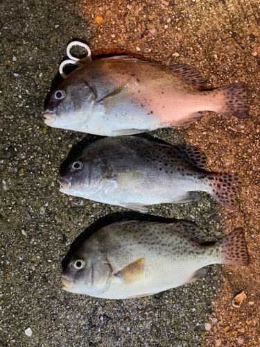 コショウダイの釣果