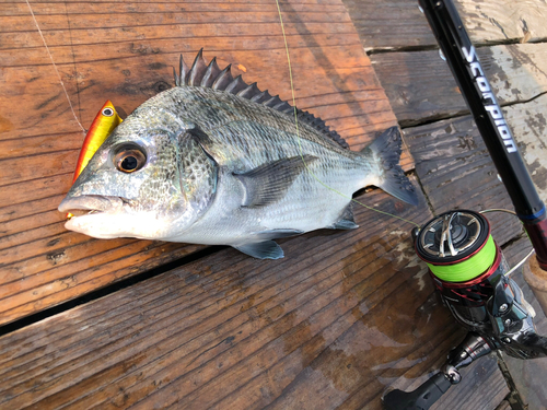 クロダイの釣果