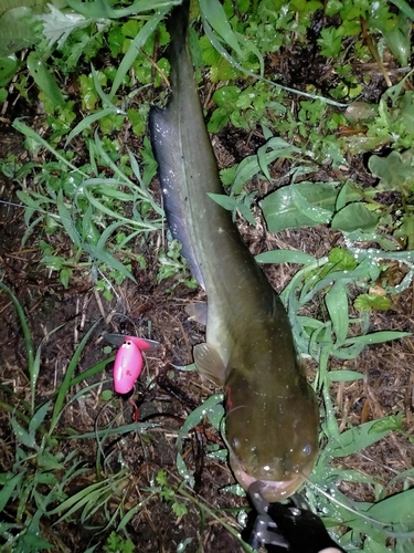 ニホンナマズの釣果