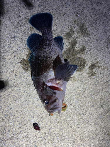 クロソイの釣果