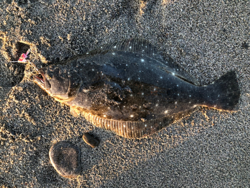 ヒラメの釣果