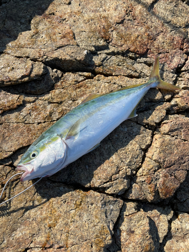 イナダの釣果